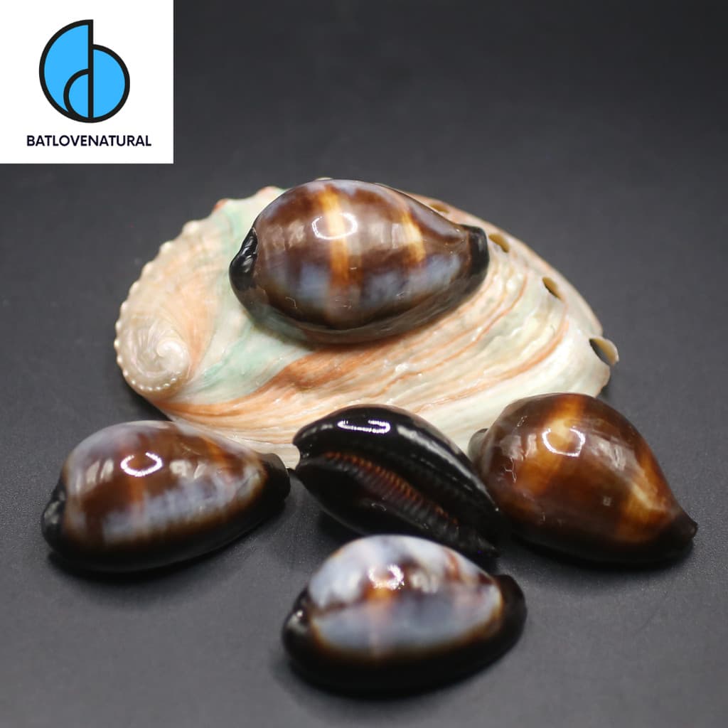 Vỏ Cypraea Onyx - Vỏ ốc trang trí nhiều kích thước - Vỏ ốc đẹp
