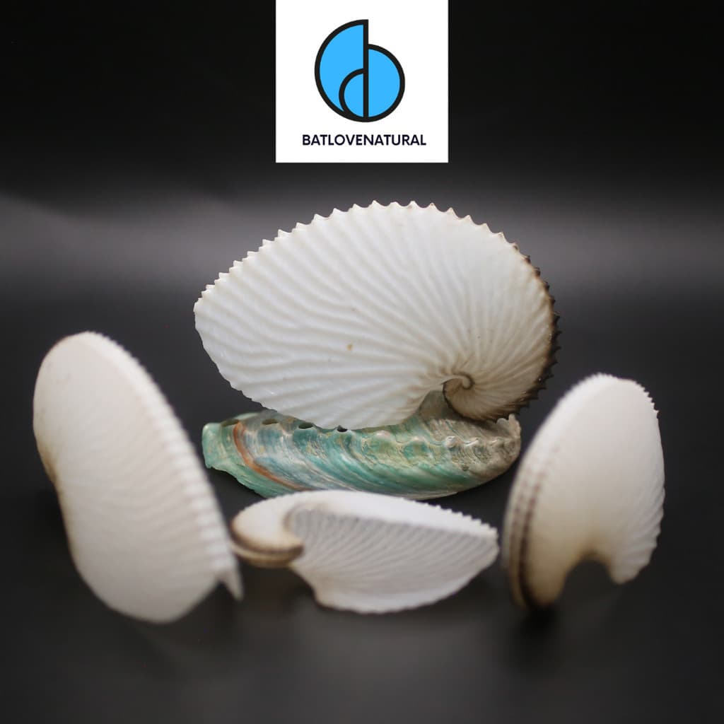 Vỏ ốc Argonauta Argo (Anh vũ giấy) - BATLOVENATURAL - Vỏ ốc trang trí nhiều kích thước - Vỏ ốc đẹp