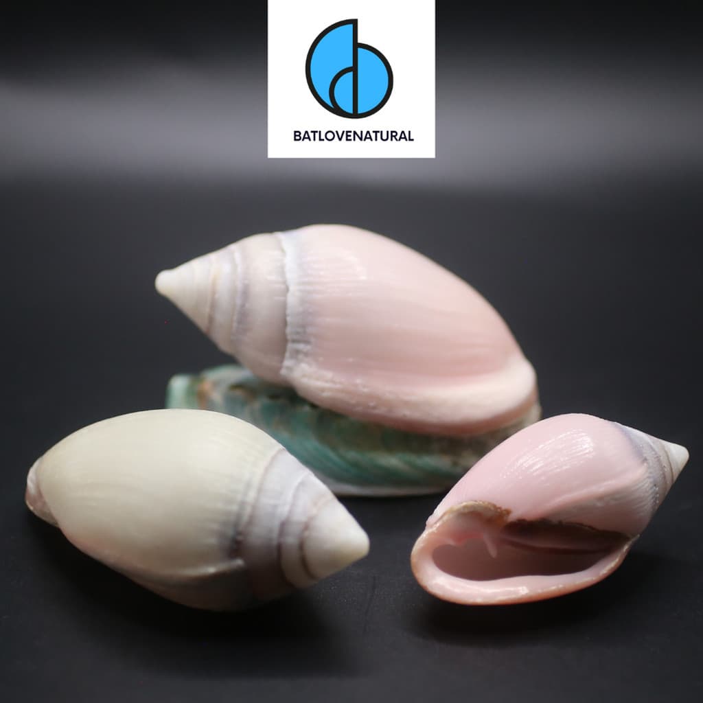 Vỏ ốc Ellobium Aurisjudae - BATLOVENATURAL - Vỏ ốc trang trí nhiều kích thước - Vỏ ốc đẹp