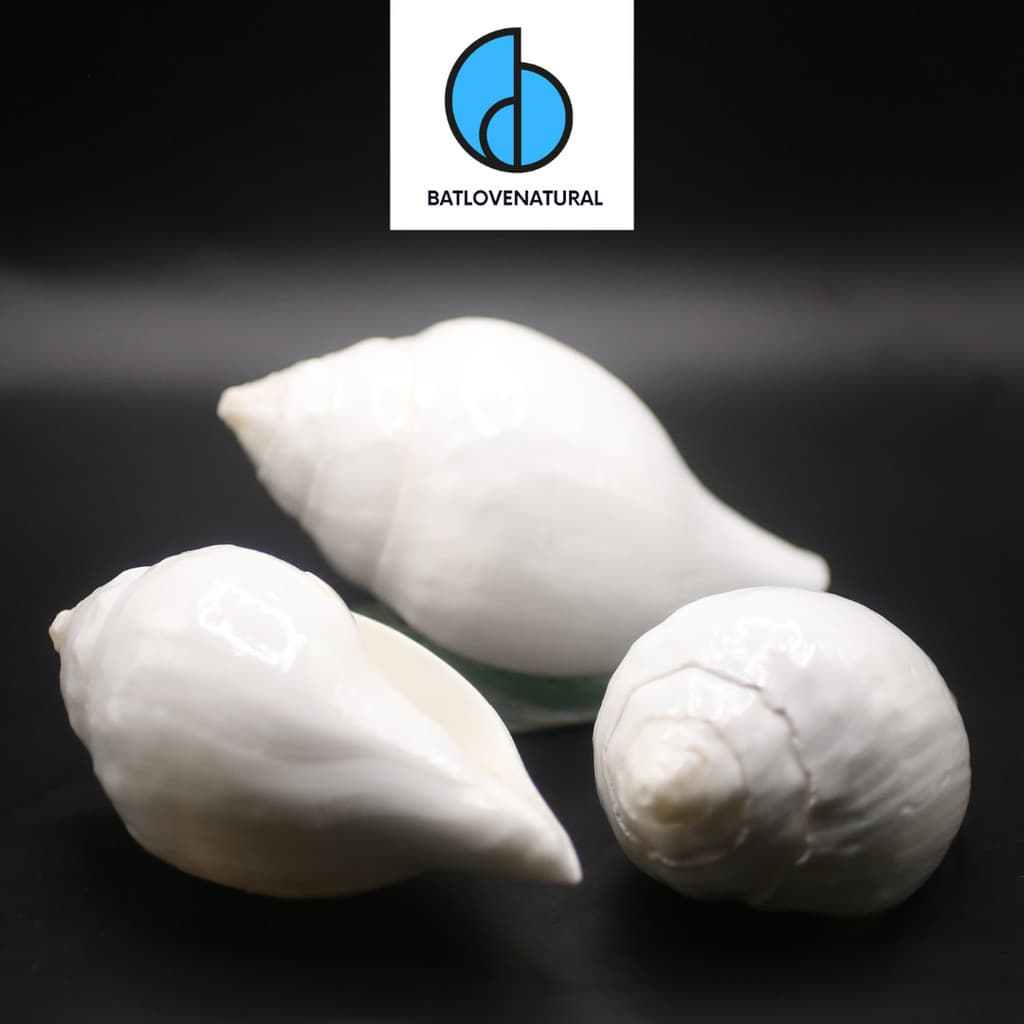 Vỏ ốc Puja Shankha (Pháp Loa) - BATLOVENATURAL - Vỏ ốc trang trí nhiều kích thước - Vỏ ốc đẹp