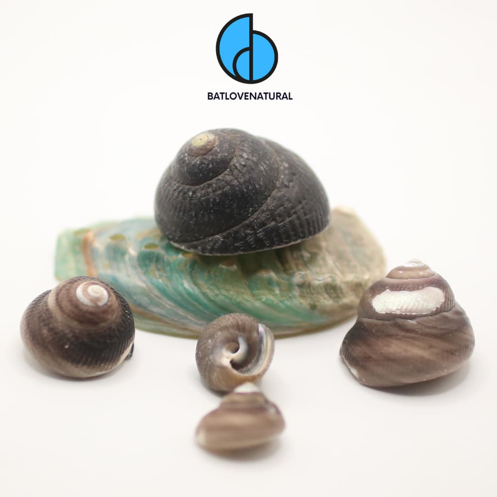 Vỏ ốc Austrocochlea Odontis  - Vỏ ốc mượn hồn - Vỏ ốc trang trí nhiều kích thước nhỏ vừa lớn