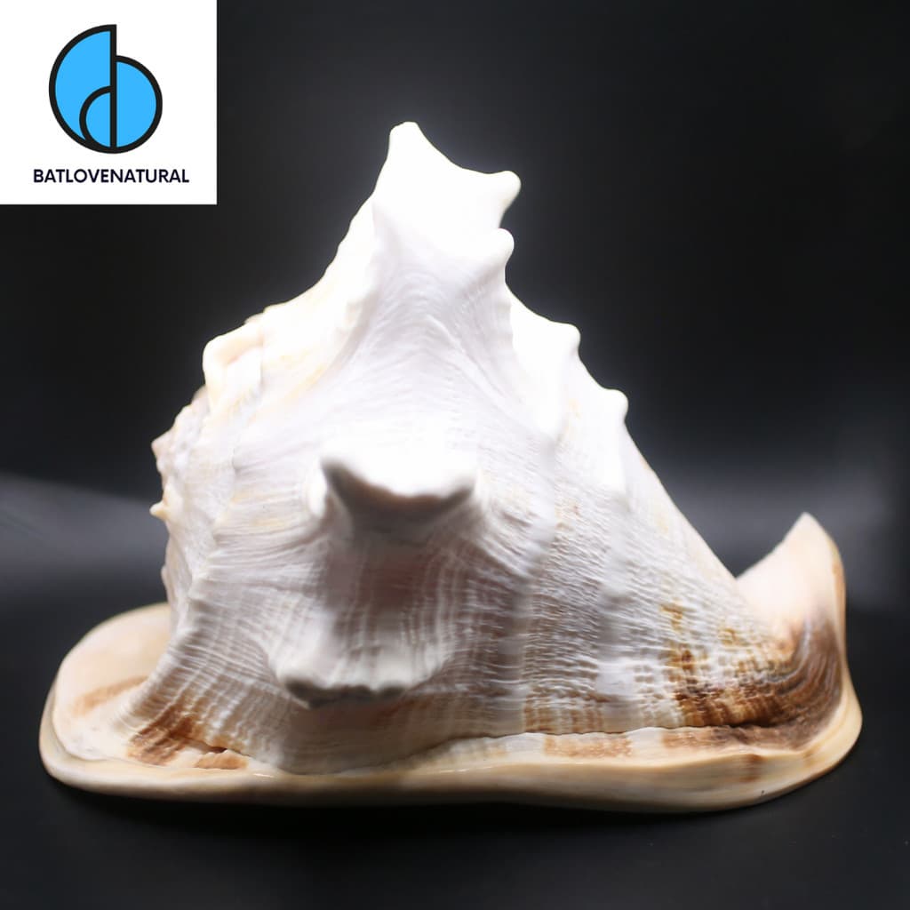 Vỏ ốc Queen Helmet Conch Specials - BATLOVENATURAL - Vỏ ốc trang trí nhiều kích thước - Vỏ ốc đẹp · Ảnh 1