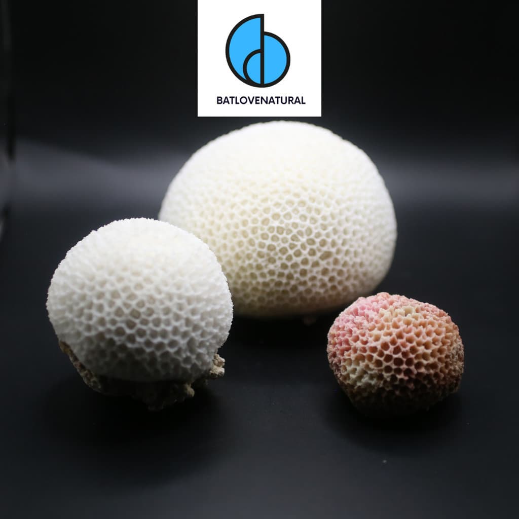 San Hô Bánh Bao - BATLOVENATURAL - Vỏ ốc trang trí nhiều kích thước - Vỏ ốc đẹp