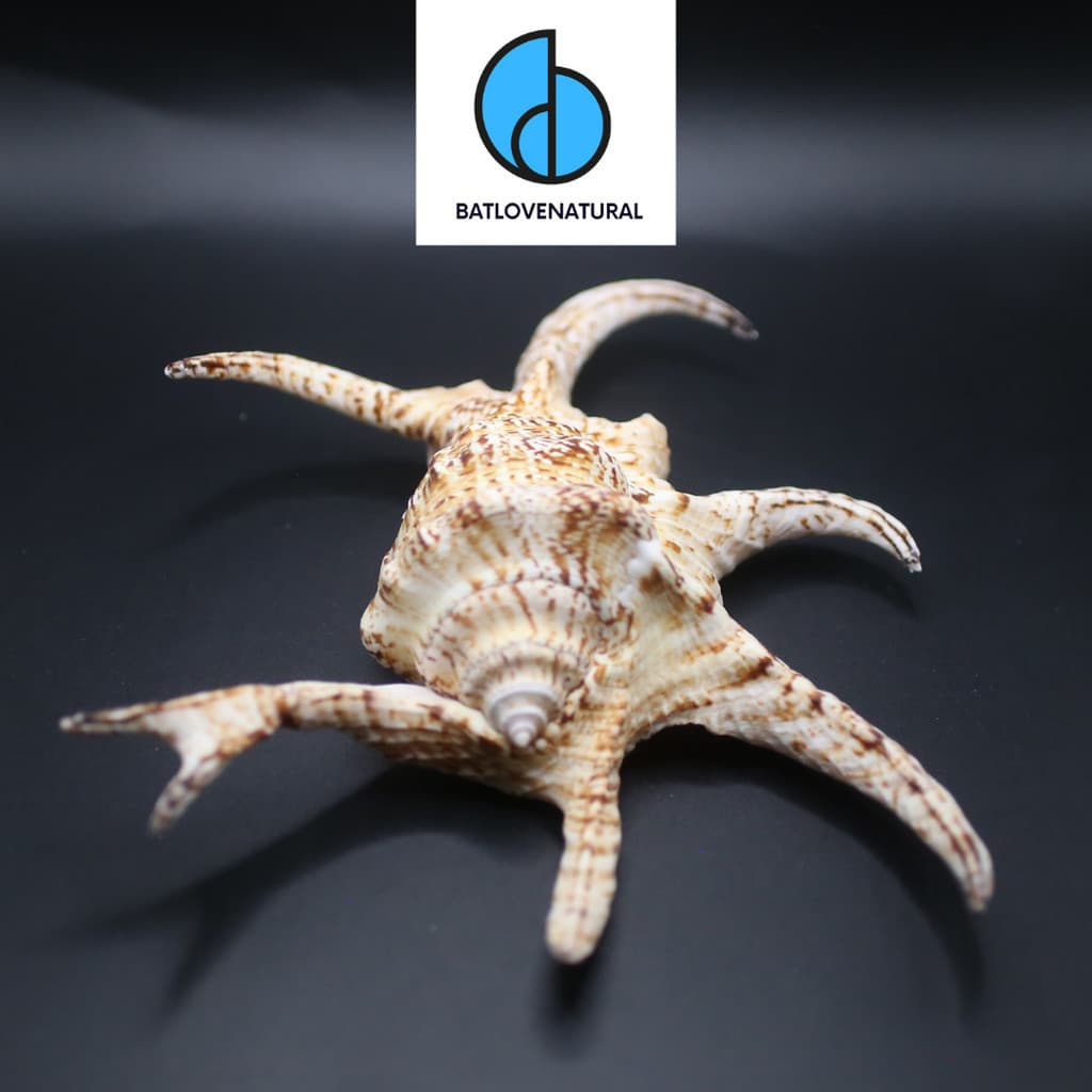 Vỏ ốc Lambis Chiragra Special Pattern - BATLOVENATURAL - Vỏ ốc trang trí nhiều kích thước - Vỏ ốc đẹp · Ảnh 1
