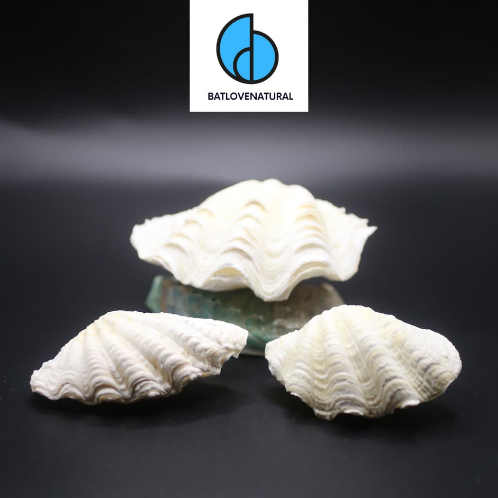 Vỏ Giant Clam Shell - Vỏ sò trang trí nhiều kích thước - Vỏ ốc đẹp
