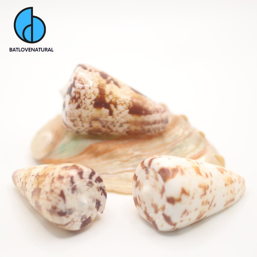 Vỏ ốc Conus Caracteristicus - Vỏ ốc trang trí nhiều kích thước - Vỏ ốc đẹp