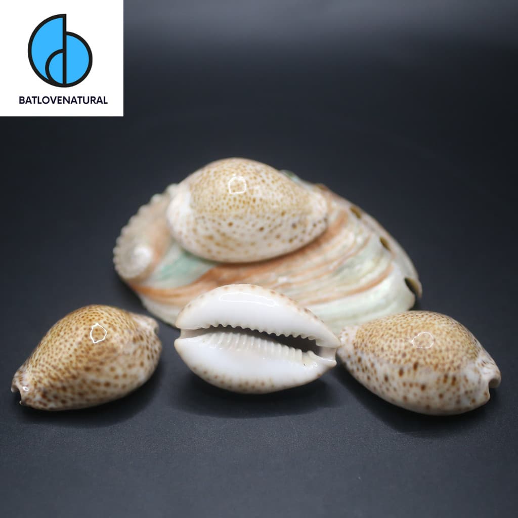 Vỏ ốc Cypraea Naria Turdus - Vỏ ốc trang trí nhiều kích thước - Vỏ ốc đẹp