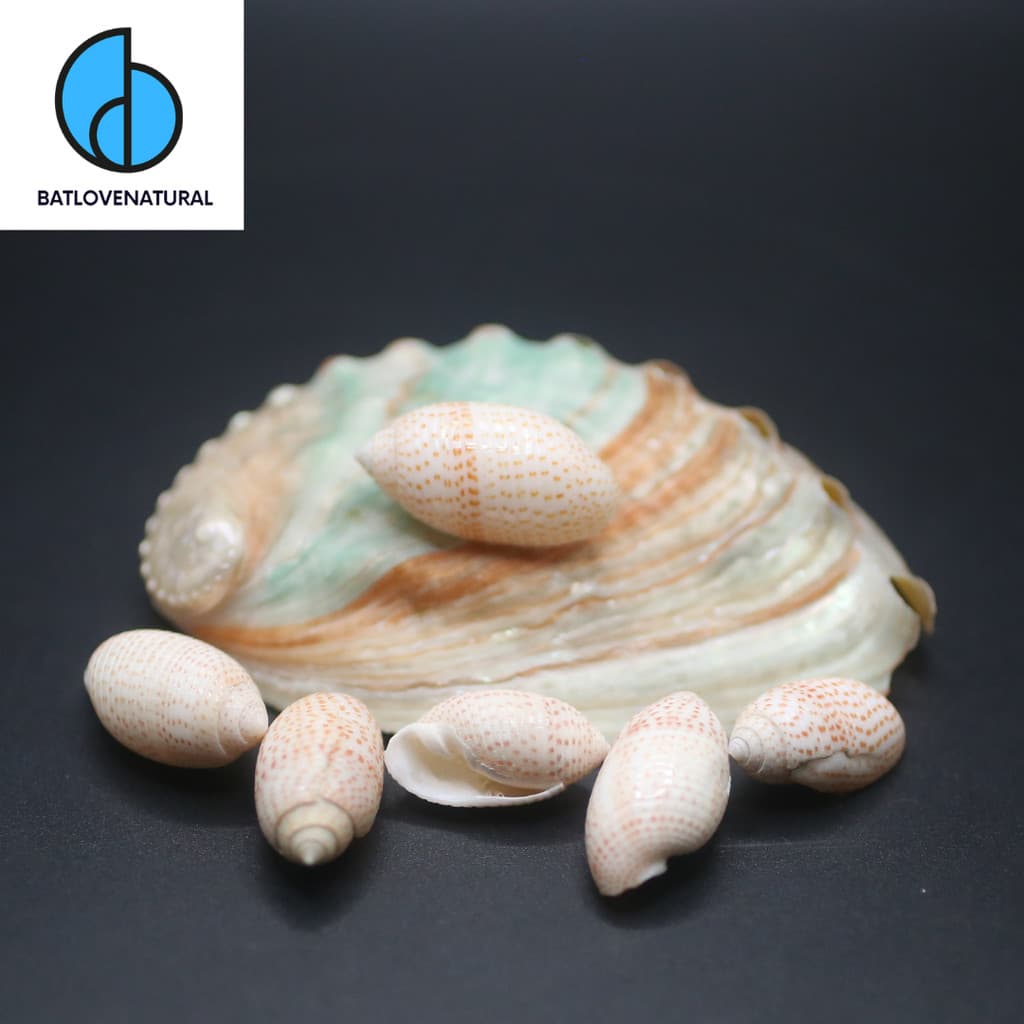 Vỏ ốc Pupa Solidula - Vỏ ốc trang trí nhiều kích thước - Vỏ ốc đẹp