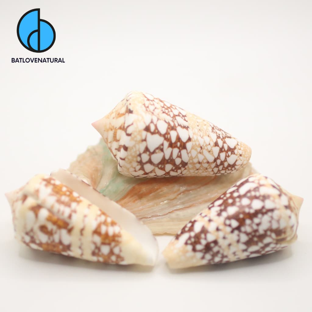 Vỏ ốc Conus Ammiralis - Vỏ ốc trang trí nhiều kích thước - Vỏ ốc đẹp