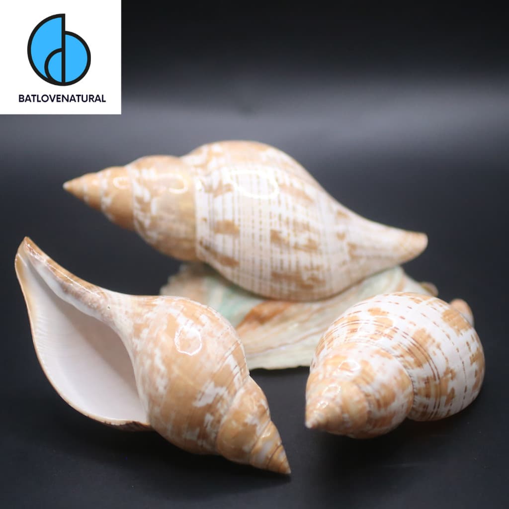 Vỏ ốc True Tulip - Vỏ ốc trang trí nhiều kích thước - Vỏ ốc đẹp