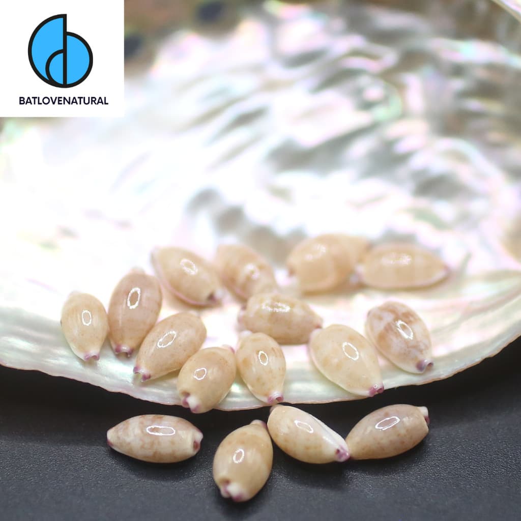Vỏ ốc Cypraea Purpuradusta Microdon - Vỏ ốc trang trí nhiều kích thước - Vỏ ốc đẹp