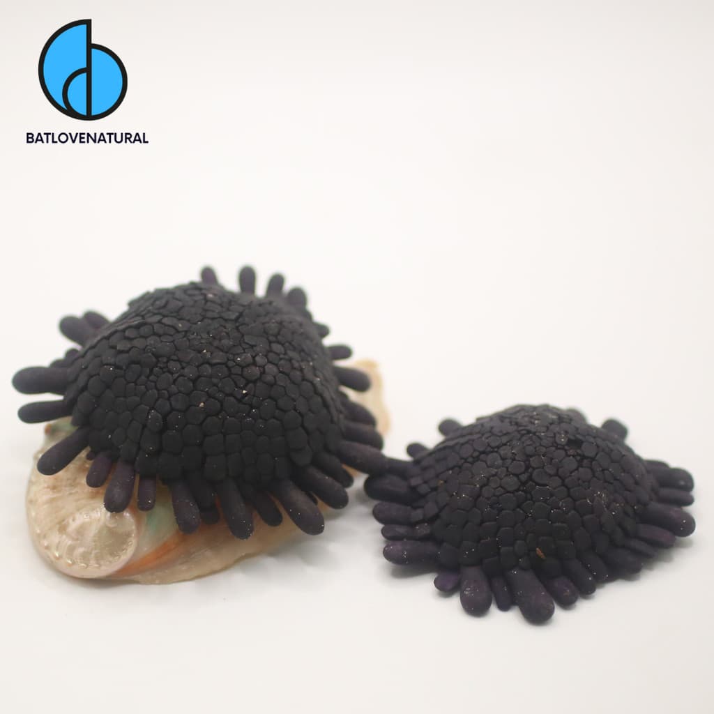 Vỏ Colobocentrotus Atratus (helmet urchin) - Vỏ ốc trang trí nhiều kích thước - Vỏ ốc đẹp