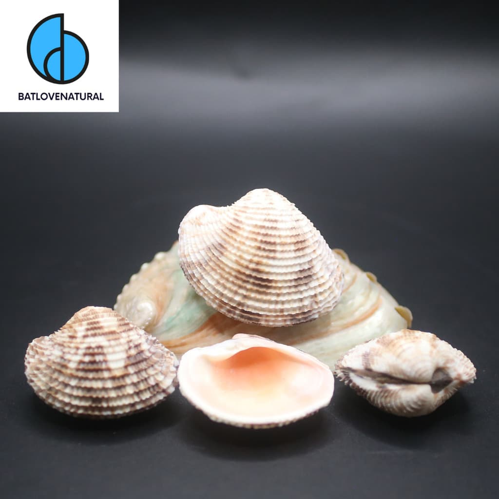 Antigona Lamellaris Clam - Vỏ ốc trang trí nhiều kích thước nhỏ vừa lớn
