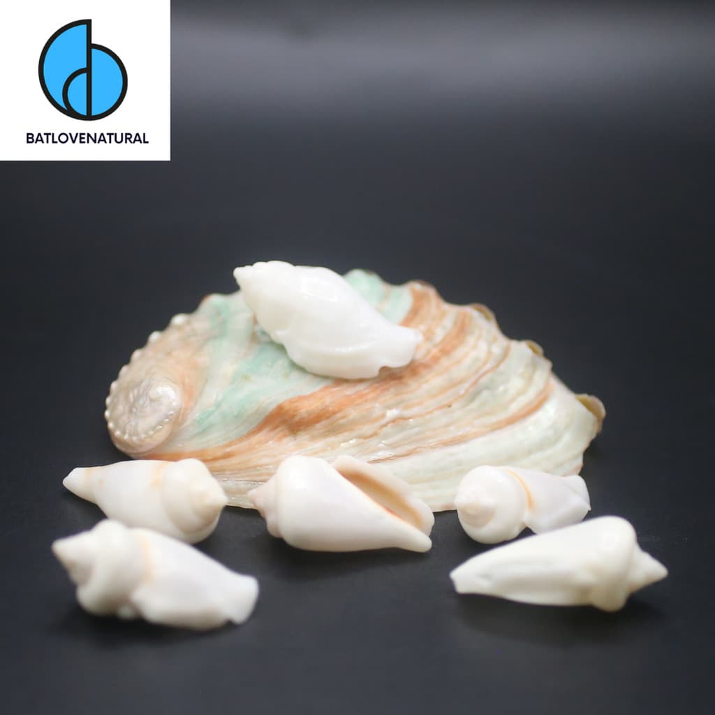 Vỏ ốc Strombus Gibberulus - Vỏ ốc trang trí nhiều kích thước - Vỏ ốc đẹp