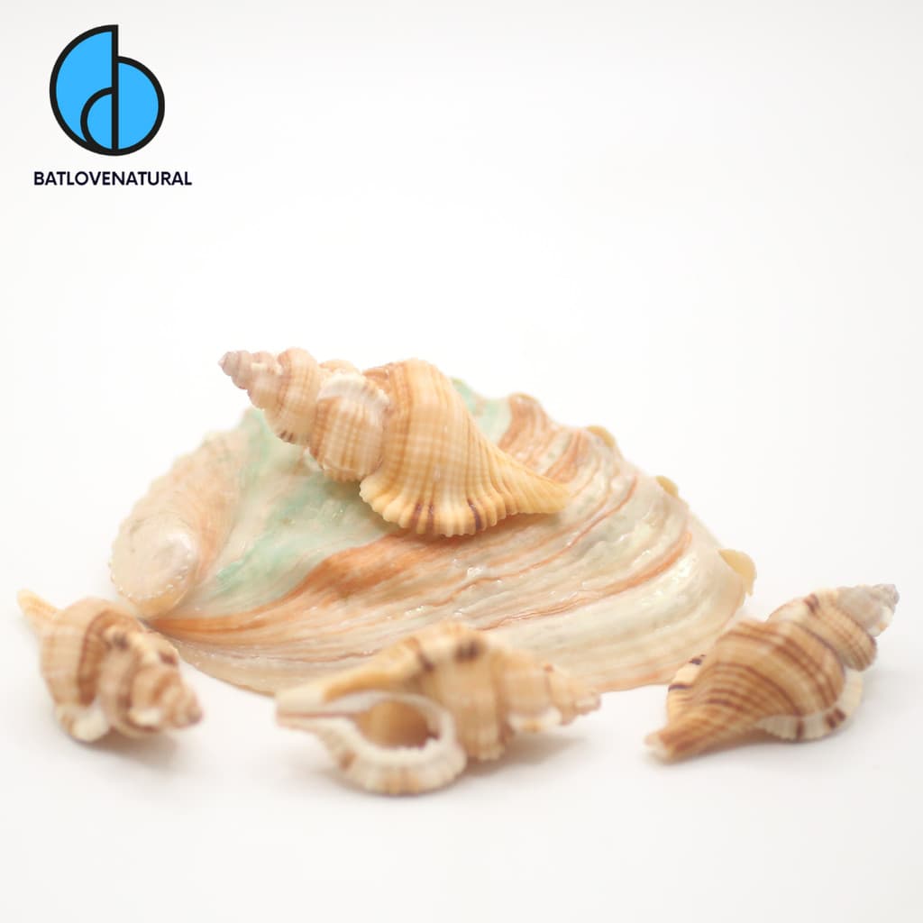 Vỏ ốc Cymatium Pfeifferianum- Vỏ ốc trang trí nhiều kích thước - Vỏ ốc đẹp
