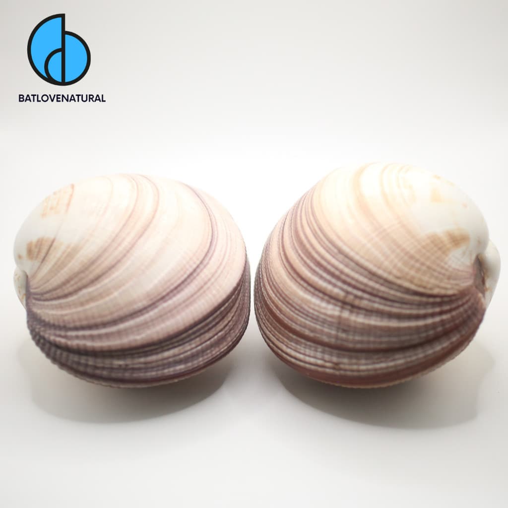 Antigona Magnifica Big Size - Vỏ sò trang trí nhiều kích thước - Vỏ sò đẹp