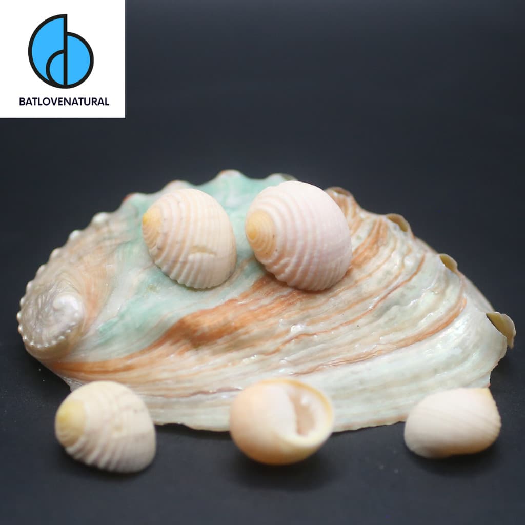 Vỏ ốc Nerita Plicata - Vỏ ốc trang trí nhiều kích thước - Vỏ ốc đẹp