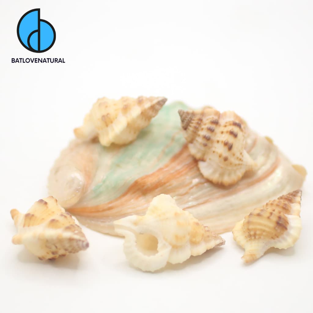 Vỏ ốc Gyrineum bituberculare - Vỏ ốc trang trí nhiều kích thước - Vỏ ốc đẹp