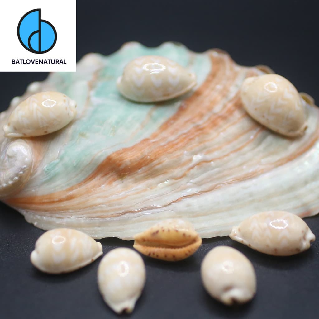 Vỏ ốc Cypraea Palmadusta Ziczac - Vỏ ốc trang trí nhiều kích thước - Vỏ ốc đẹp