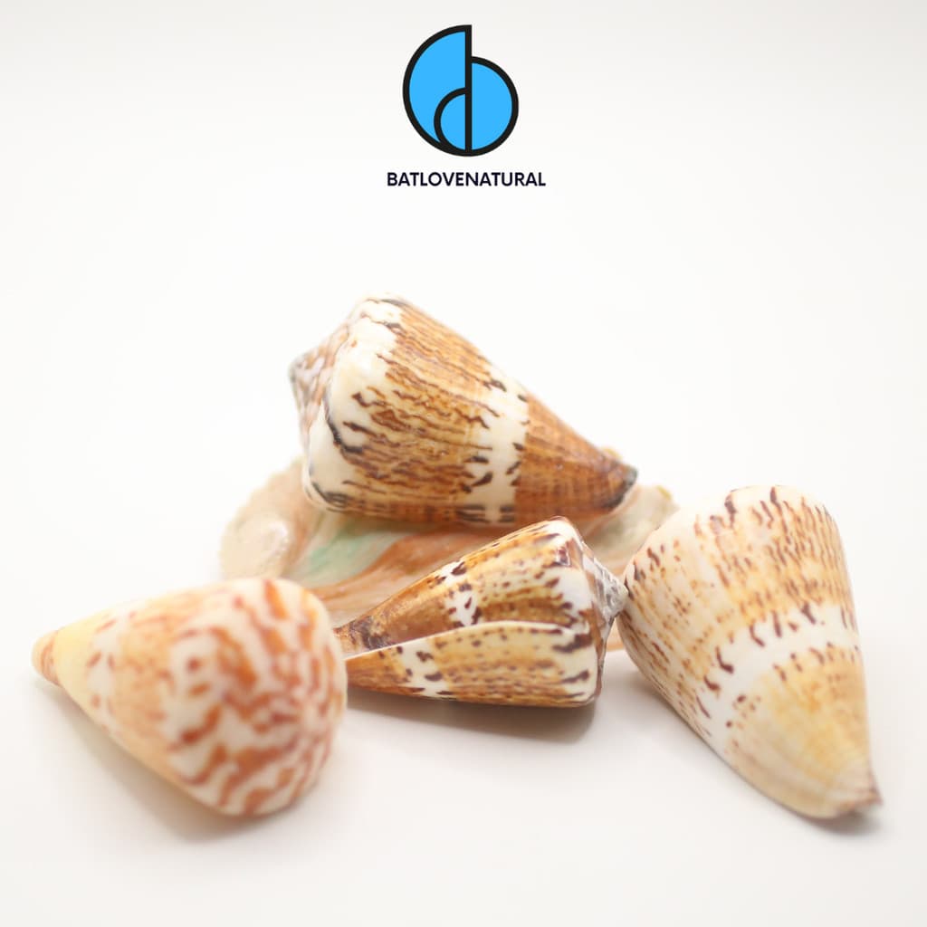 Vỏ ốc Conus Capitaneus - BATLOVENATURAL - Vỏ ốc trang trí nhiều kích thước - Vỏ ốc đẹp