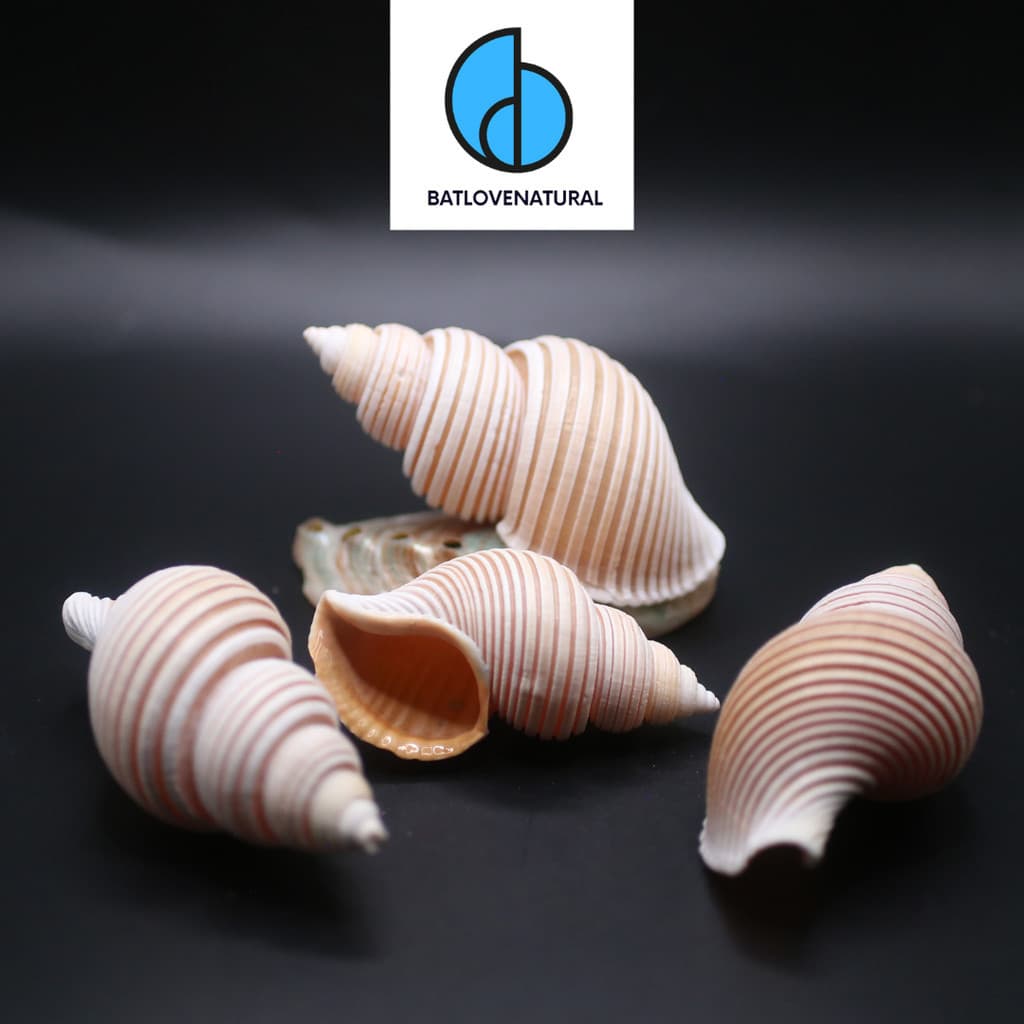 Vỏ ốc Ancistrolepis Vietnamensis - Vỏ ốc mượn hồn - Vỏ ốc trang trí nhiều kích thước nhỏ vừa lớn