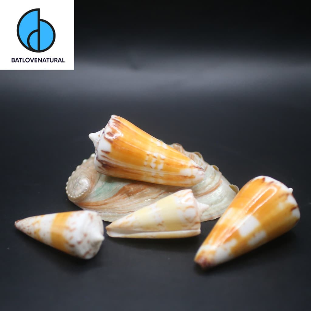 Vỏ ốc Conus Generalis - Vỏ ốc trang trí nhiều kích thước - Vỏ ốc đẹp