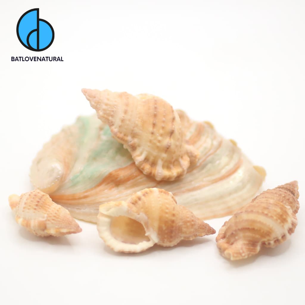 Vỏ ốc Bursa granularis - Vỏ ốc trang trí nhiều kích thước - Vỏ ốc đẹp