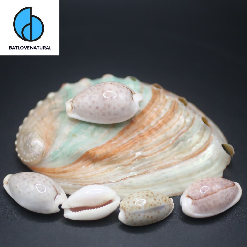 Vỏ ốc Cypraea Naria Boivinii - Vỏ ốc trang trí nhiều kích thước - Vỏ ốc đẹp