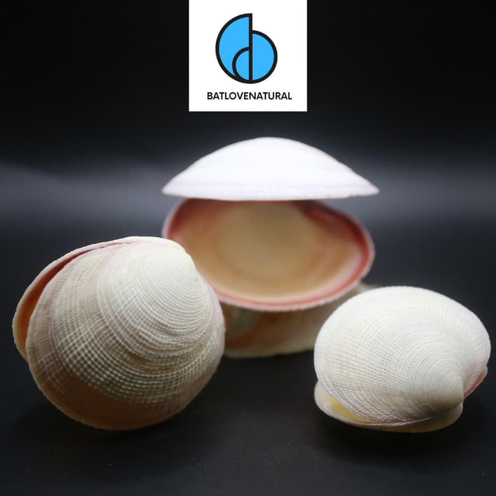 Vỏ sò Tiger Clams - BATLOVENATURAL - Vỏ sò trang trí nhiều kích thước - Vỏ sò đẹp