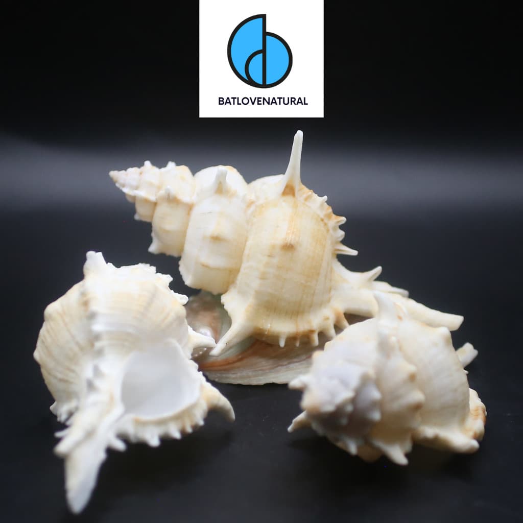 Vỏ ốc Siratus Pliciferoides - Vỏ ốc mượn hồn - Vỏ ốc trang trí nhiều kích thước nhỏ vừa lớn