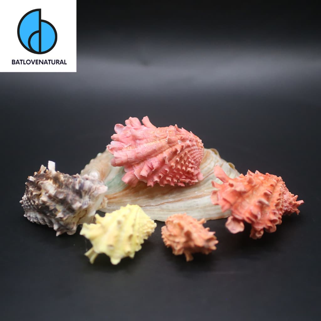 Vỏ Sò Cardita Crassicosta - Vỏ sò trang trí nhiều kích thước - Vỏ ốc vỏ sò đẹp