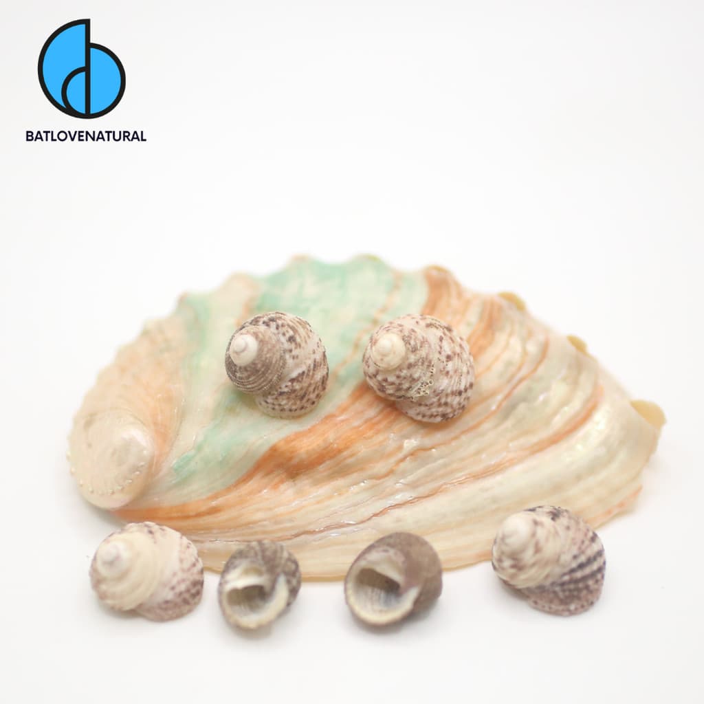 Vỏ ốc Ruốc nón - Vỏ ốc mượn hồn ( Hermit carb shells) - Vỏ ốc trang trí nhiều kích thước nhỏ vừa lớn
