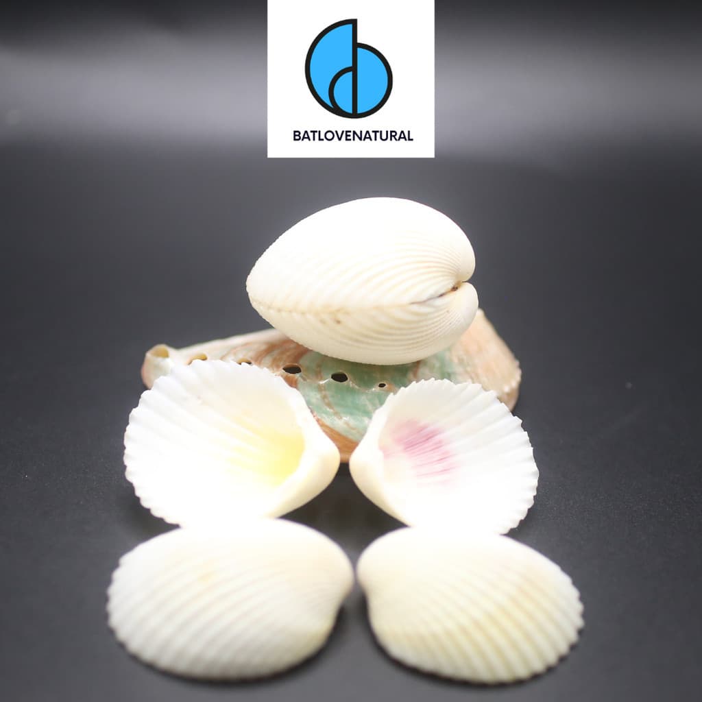 Vỏ sò Cockle Seashells - BATLOVENATURAL - Vỏ sò trang trí nhiều kích thước - Vỏ sò đẹp