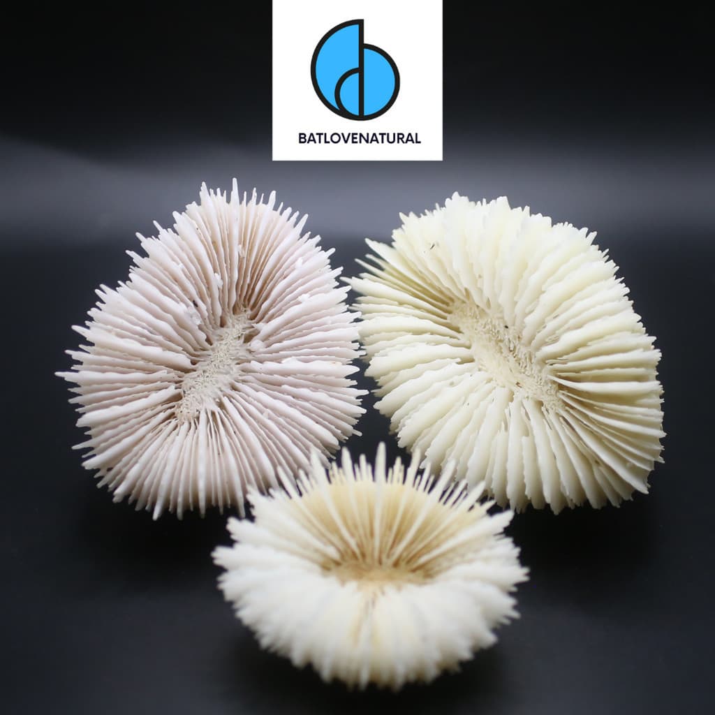 San Hô - BATLOVENATURAL - San hô trang trí nhiều kích thước - San hô đẹp