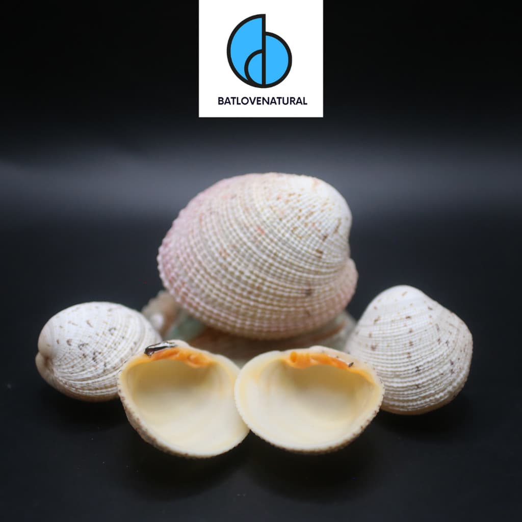 Vỏ sò Periglypta Reticulata - BATLOVENATURAL - Vỏ sò trang trí nhiều kích thước - Vỏ sò đẹp