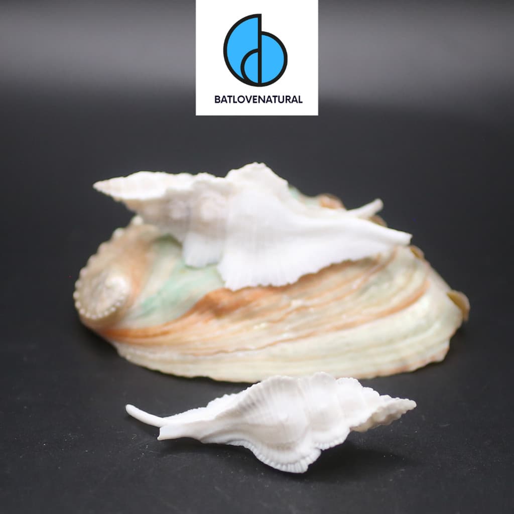 Vỏ Pterynotus Alatus - BATLOVENATURAL - Vỏ ốc trang trí nhiều kích thước - Vỏ ốc đẹp · Ảnh 1