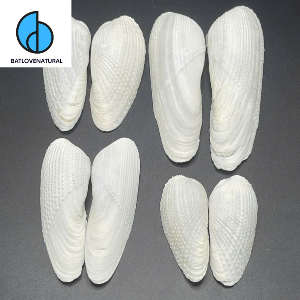 Vỏ Angle Wing Shells - BATLOVENATURAL - Vỏ ốc trang trí nhiều kích thước - Vỏ ốc đẹp