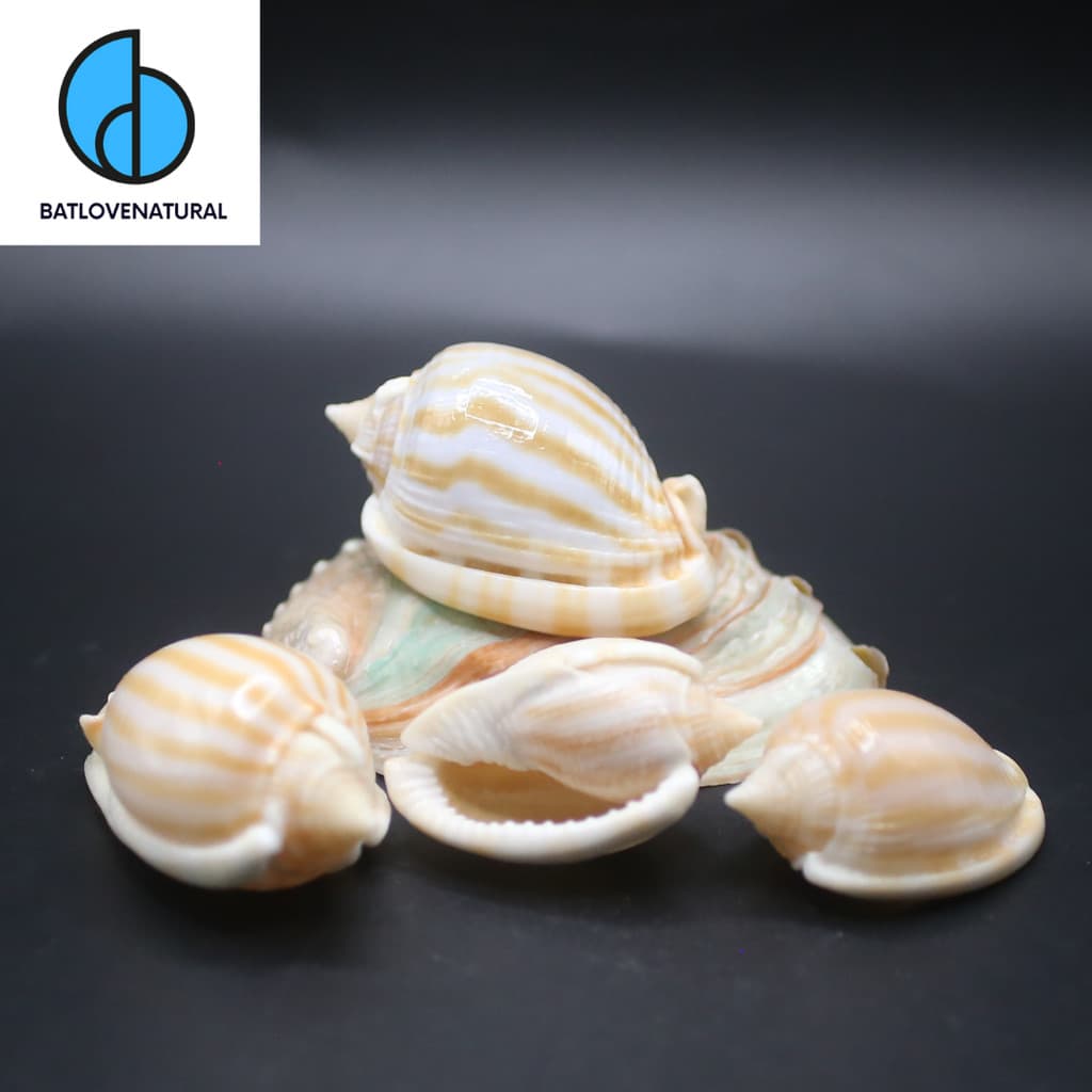 Vỏ ốc Cassidae Phalium ( vỏ ốc Tỏi ) - Vỏ ốc mượn hồn - Vỏ ốc trang trí nhiều kích thước.