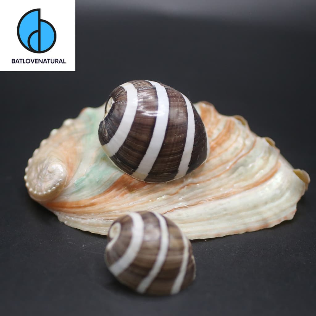 Vỏ Hydatina Albocincta - BATLOVENATURAL - Vỏ ốc trang trí nhiều kích thước - Vỏ ốc đẹp