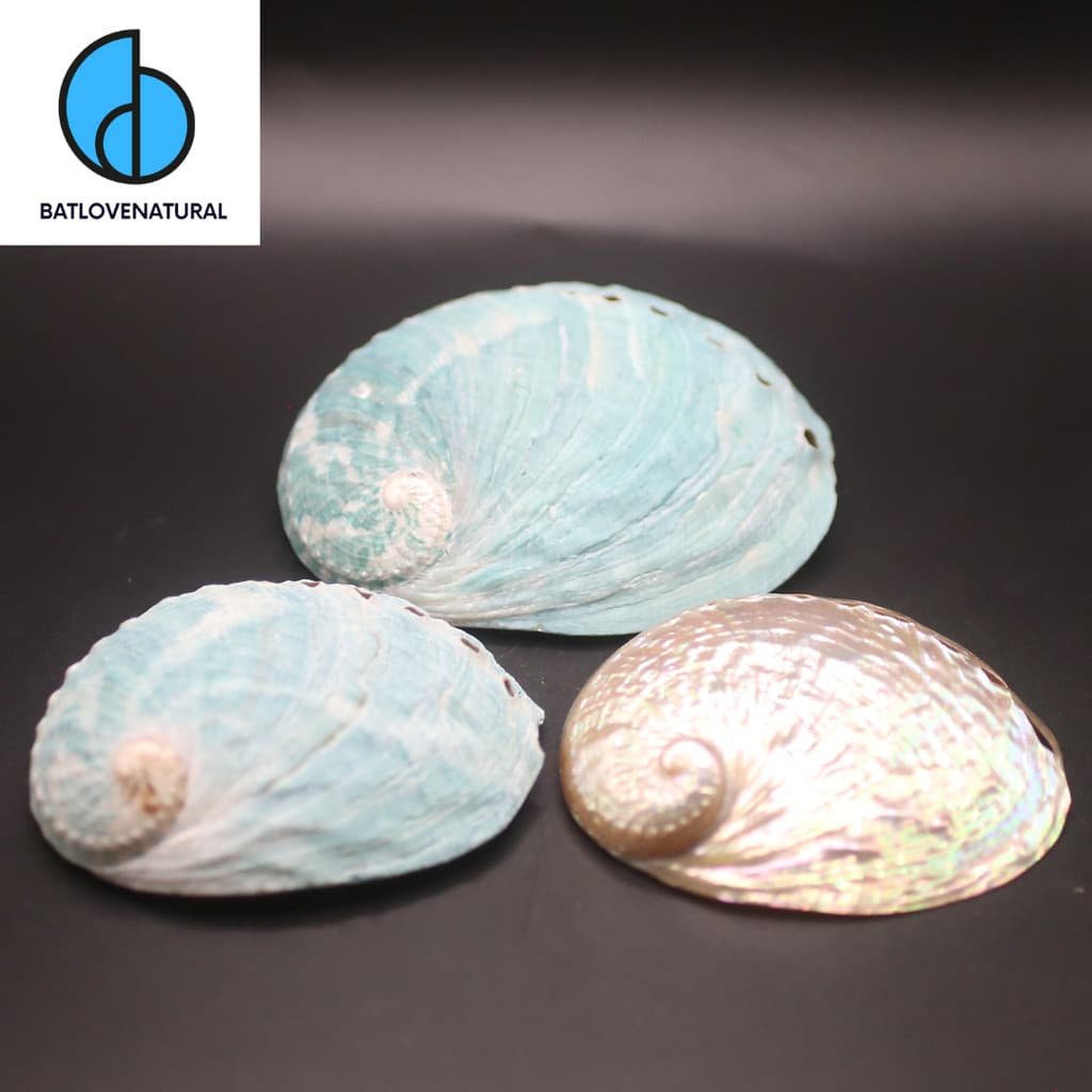 Vỏ Bào Ngư (Tiger Abalone Shell) - BATLOVENATURAL - Vỏ ốc trang trí nhiều kích thước - Vỏ ốc đẹp