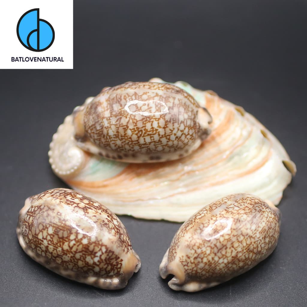 Vỏ Cypraea Grayana - BATLOVENATURAL - Vỏ ốc trang trí nhiều kích thước - Vỏ ốc đẹp