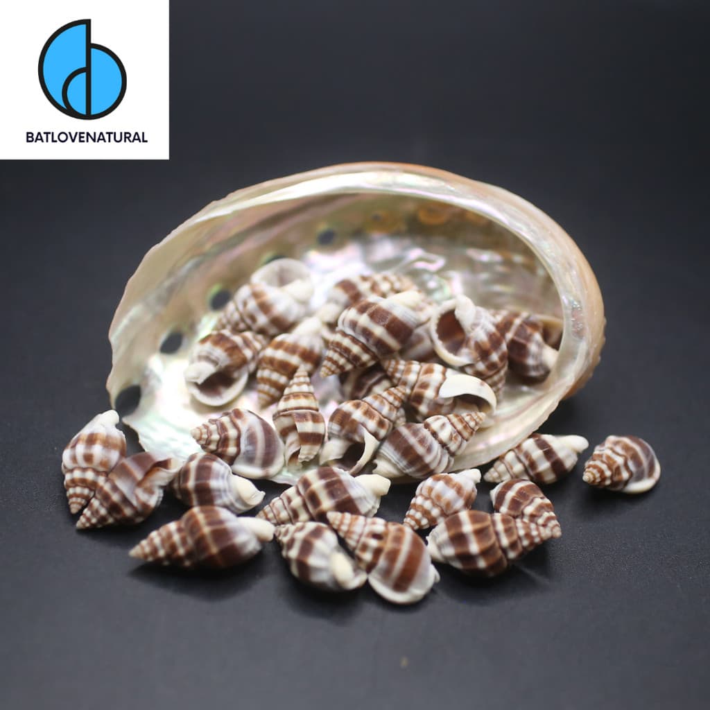 Vỏ ốc Nassarius Phyruss ( Vỏ rất nhỏ ) - Vỏ ốc trang trí nhiều kích thước - Vỏ ốc biển đẹp