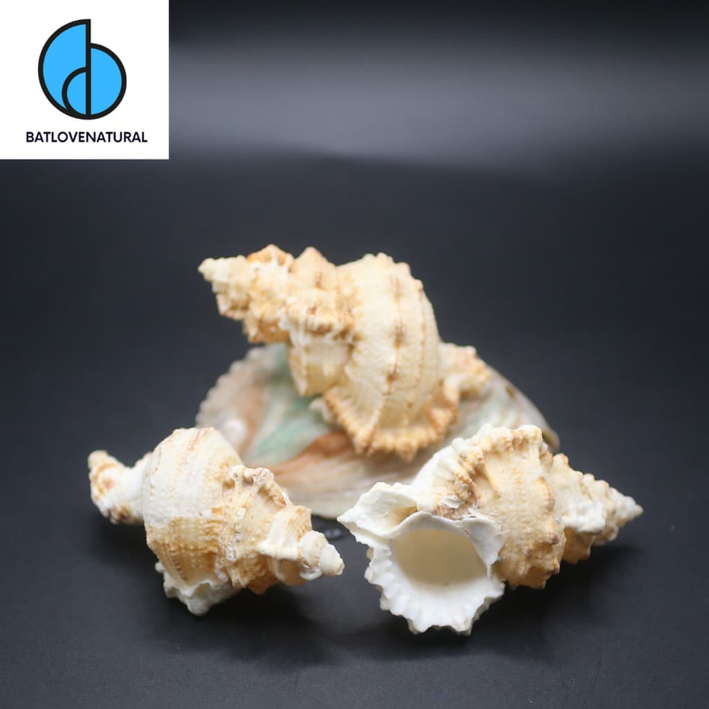 Vỏ ốc Tutufa Oyamai - Vỏ ốc mượn hồn ( Hermit carb shells) - Vỏ ốc trang trí nhiều kích thước nhỏ vừa lớn