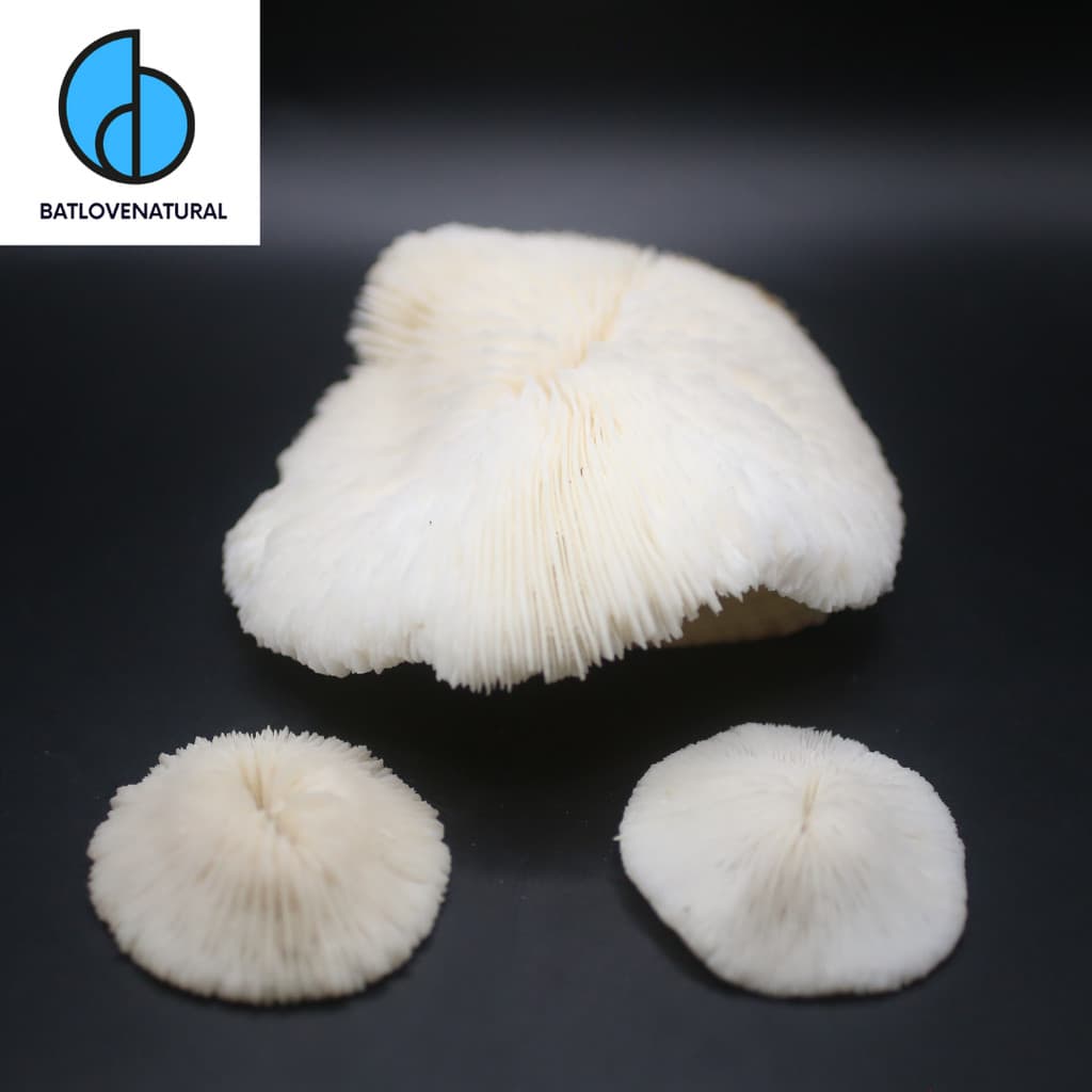 Vỏ ốc White Coral Fungia (San hô) - San hô trang trí nhiều kích thước - San hô biển đẹp