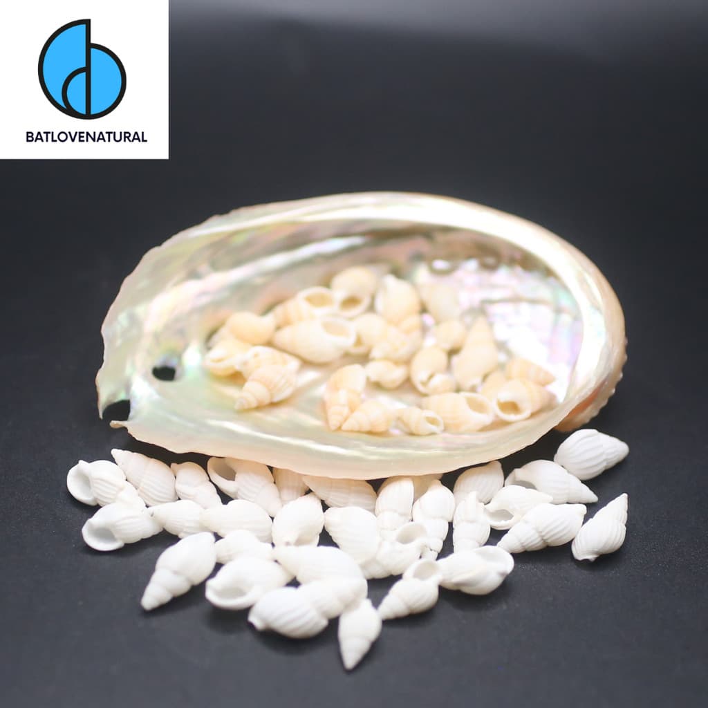 Combo vỏ ốc Gạo nhiều màu ( Vỏ rất nhỏ ) - Vỏ ốc trang trí nhiều kích thước - Vỏ ốc biển đẹp