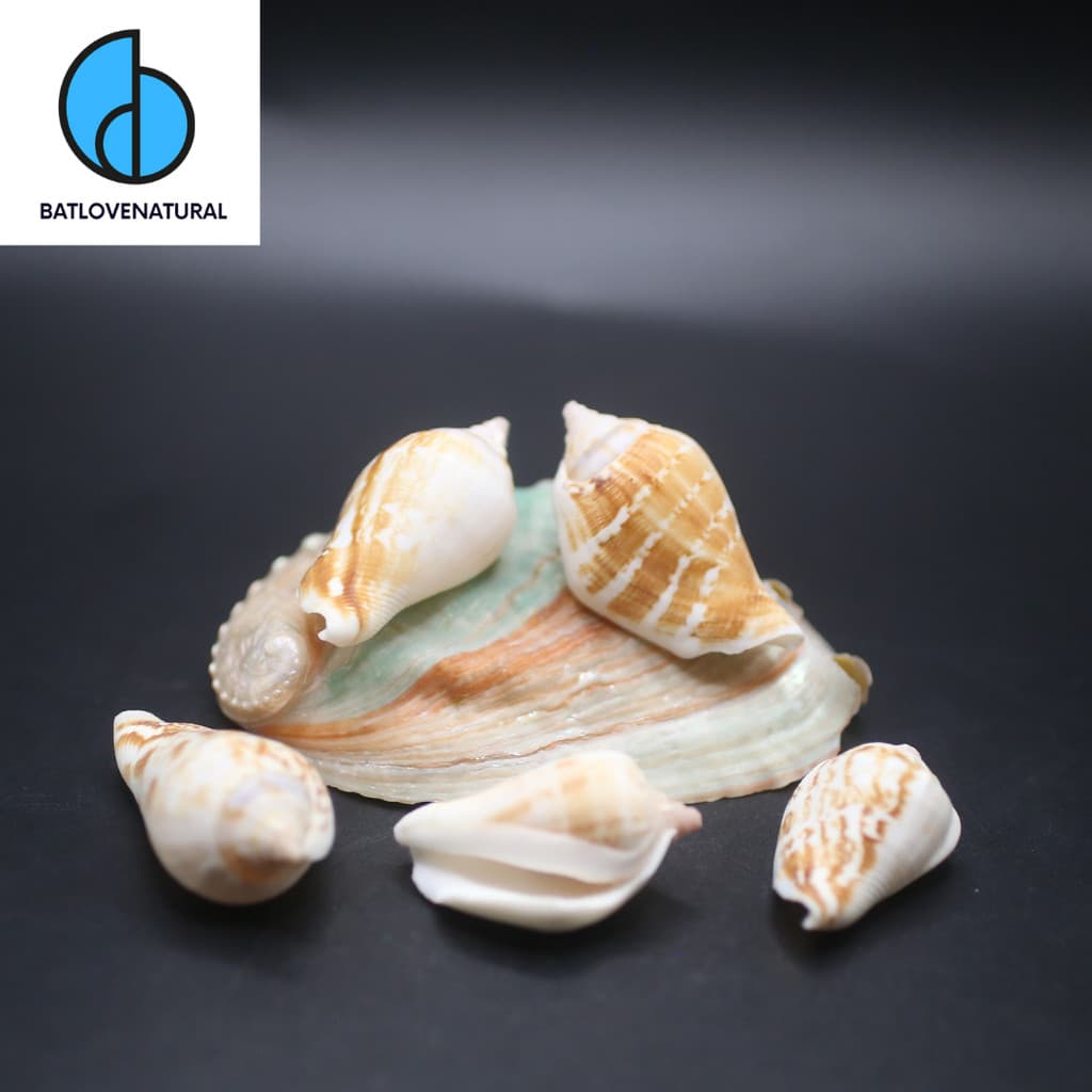 Vỏ ốc Strombus Marginatus - Vỏ ốc trang trí nhiều kích thước - Vỏ ốc biển đẹp