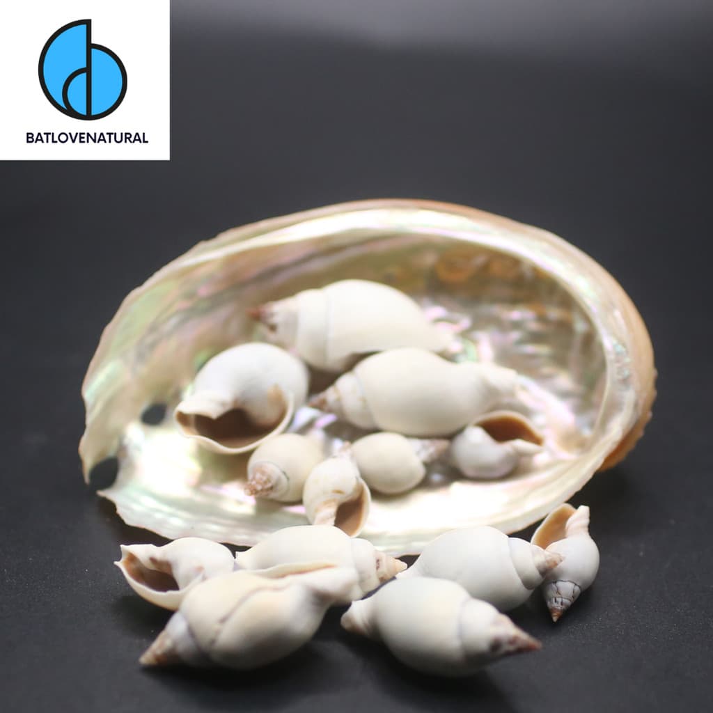 Combo vỏ ốc Cà Na - Vỏ ốc trang trí nhiều kích thước - Vỏ ốc biển đẹp