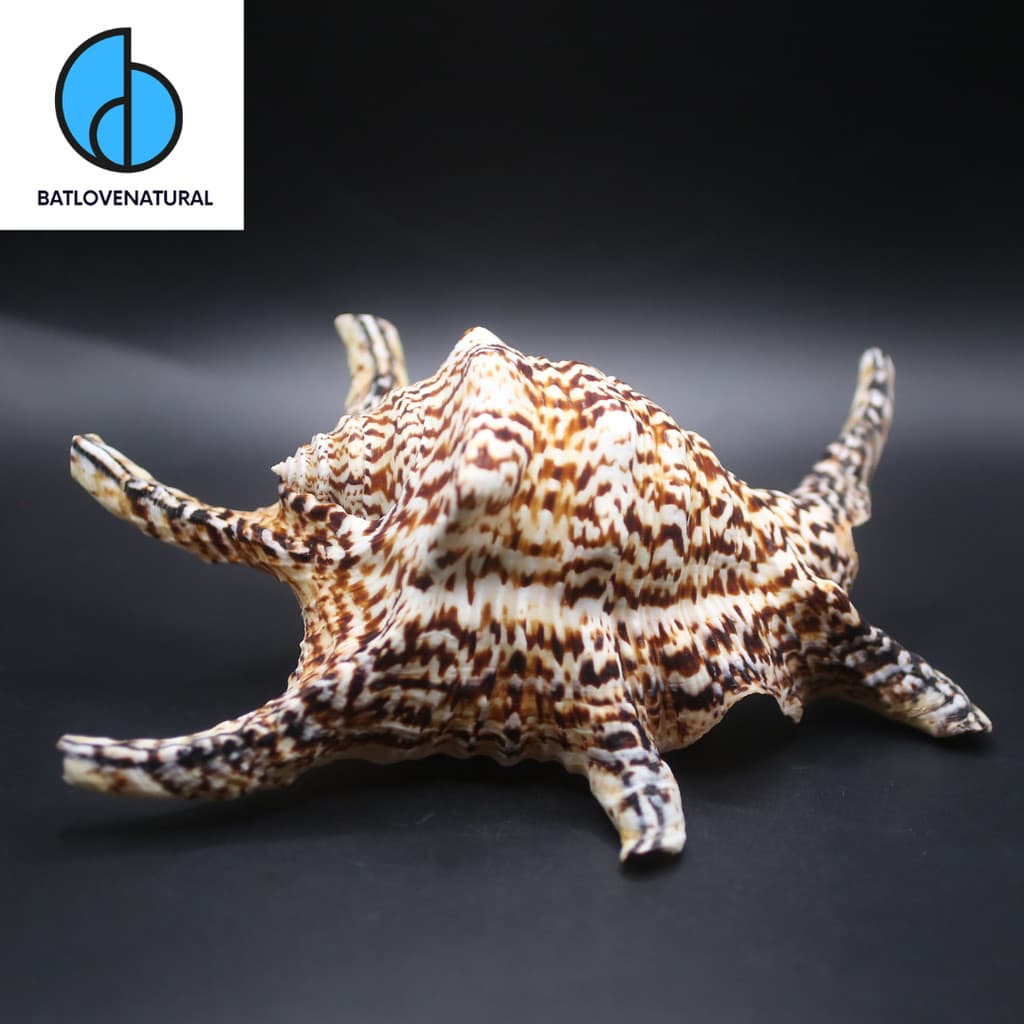 Vỏ ốc Chiragra Juvenile - Vỏ ốc trang trí nhiều kích thước - Vỏ ốc biển đẹp