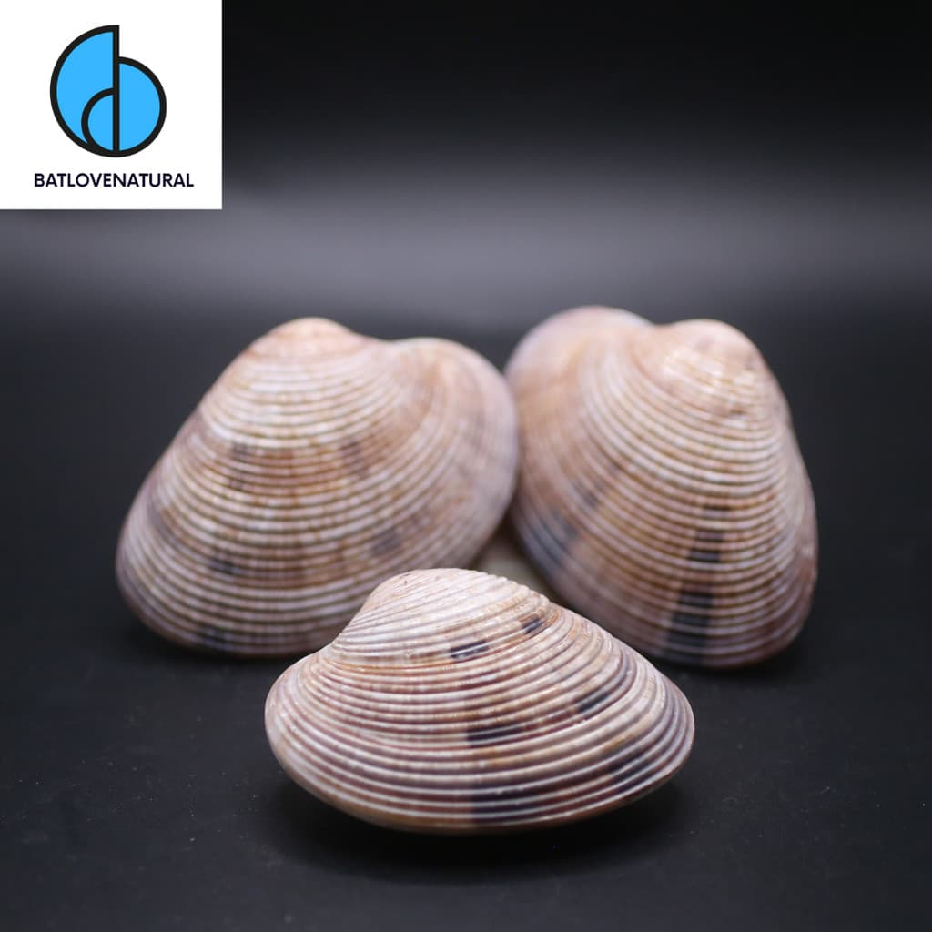 Vỏ Ngao 2 còi - Vỏ sò trang trí nhiều kích thước - Vỏ ốc vỏ sò đẹp