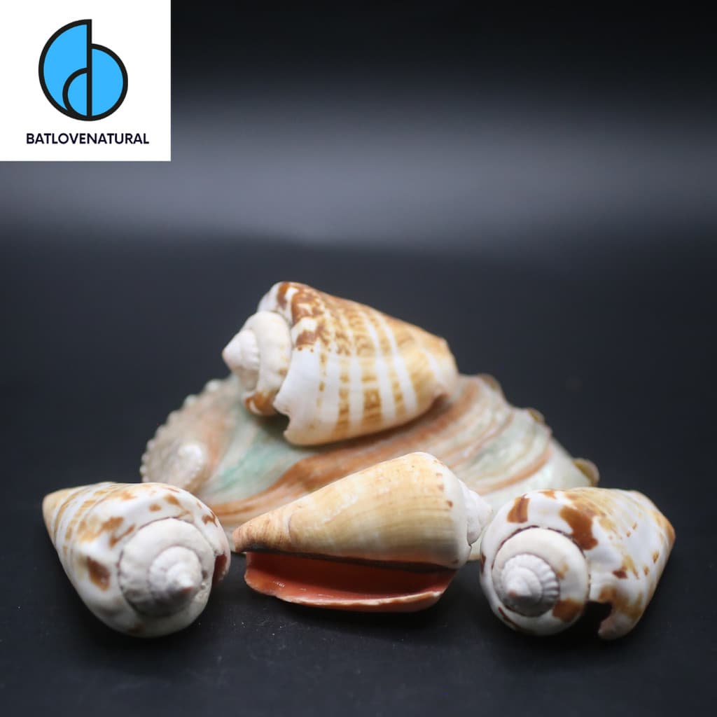Vỏ ốc Strombus Luhuanus - Vỏ ốc trang trí nhiều kích thước - Vỏ ốc biển đẹp